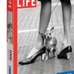 LIFE Puzzle 3