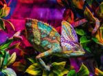 Chameleon - Image 2