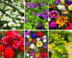Blooming