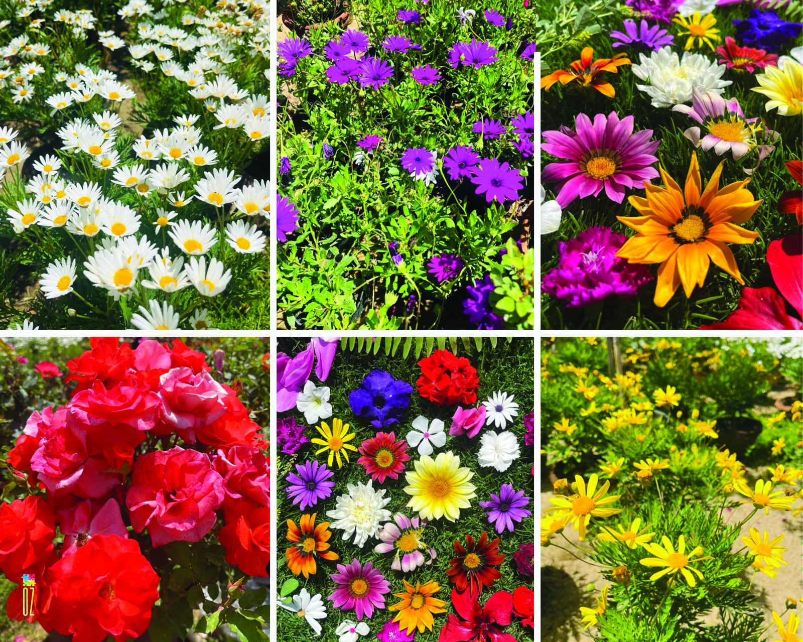 WhatsApp Image 2025-12-31 at 10.25.14 AM Blooming - Image 1